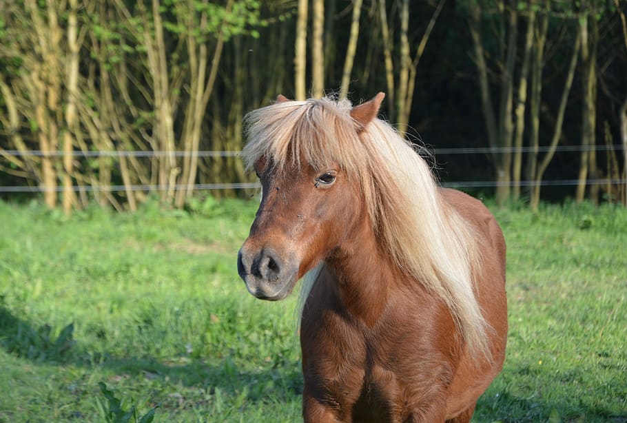 shetland pony, pony glamour, mane, small horse, horseback riding, HD wallpaper