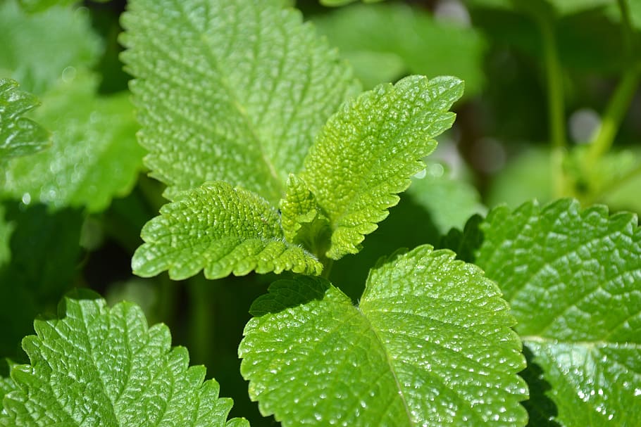 green leafed plant, Lemon, Balm, Herb, Green, Green, Leaves HD wallpaper