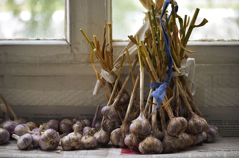 garlic, comfort, harvest, dacha, food and drink, healthy eating