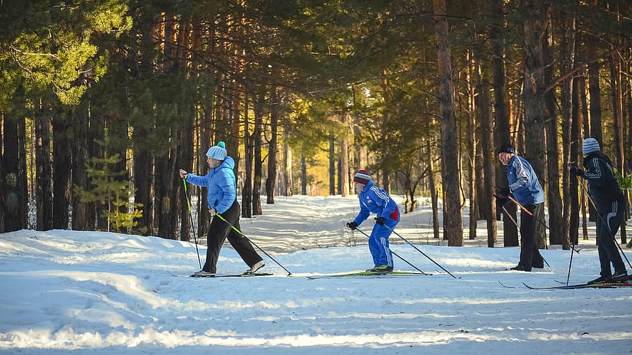 cold, cool, forest, people, skier, skiing, snow, winter, tree HD wallpaper