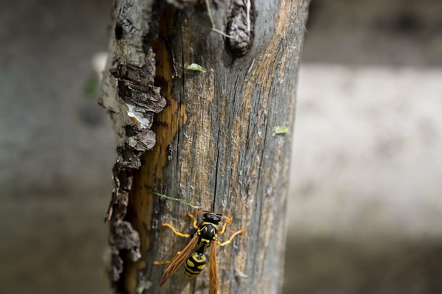 wasp, macro, tree, village, tree trunk, animals in the wild HD wallpaper