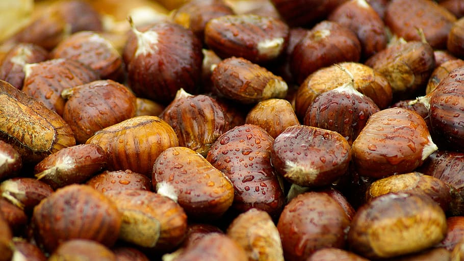 focused photo brown fruit, chestnuts, fall, raindrops, food and drink HD wallpaper