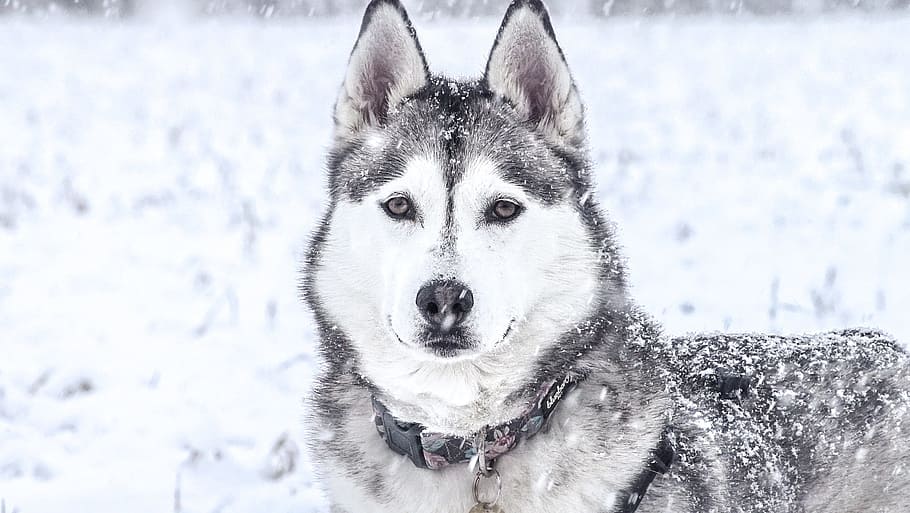 black and white Siberian husky, snow, wolf, one animal, canine HD wallpaper