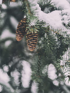 shallow focus photography of pine cone, photography of green male pinecone flowers HD wallpaper