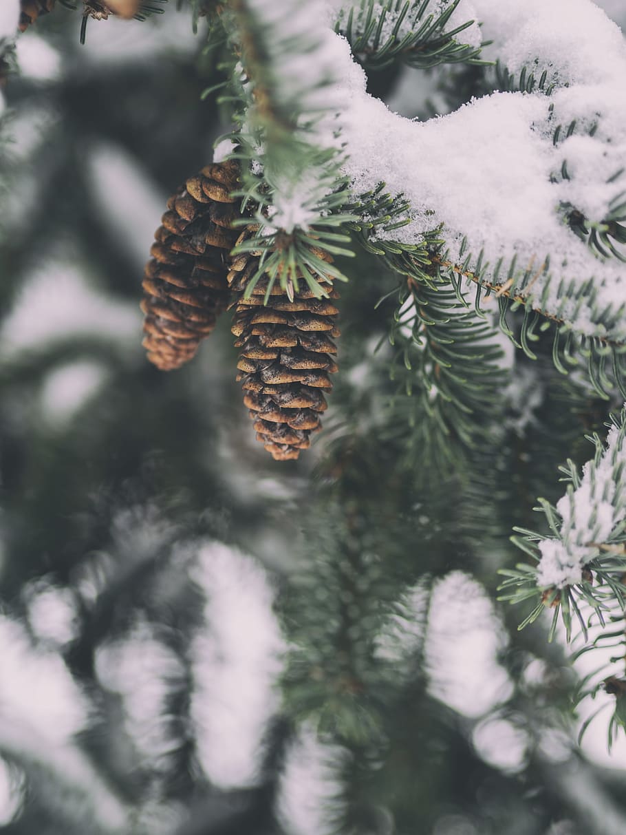 shallow focus photography of pine cone, photography of green male pinecone flowers HD wallpaper