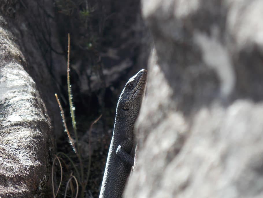 Lizard, Nature, Reptile, one animal, animal themes, animals in the wild HD wallpaper