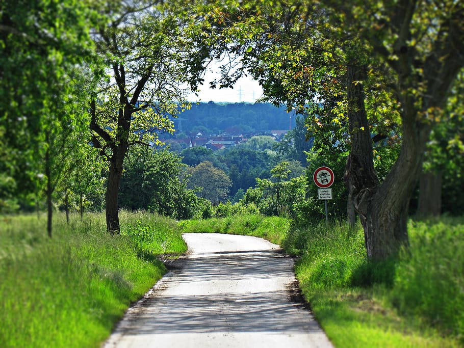 landscape, nature, tree, way, plant, growth, the way forward HD wallpaper