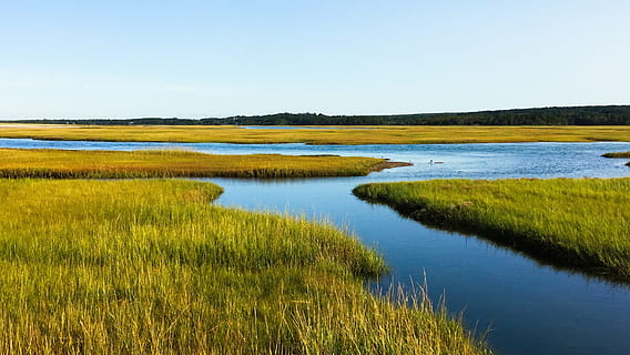 salt marsh, cape cod, ocean, massachusetts, nature, water, environment HD wallpaper