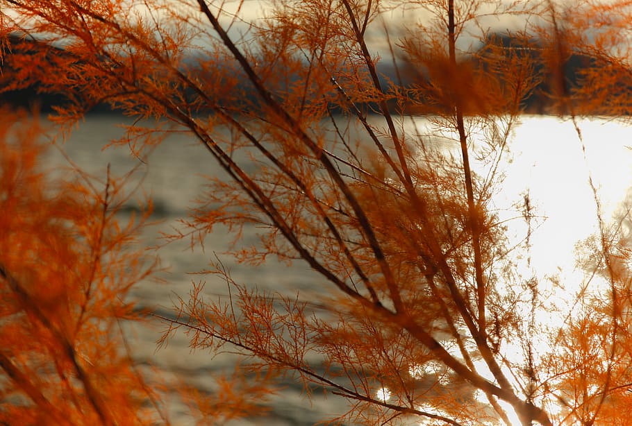 orange leaved tree next to body of water, orange leafed plant near body of water at daytime HD wallpaper
