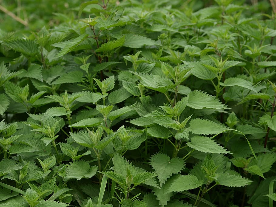 Stinging Nettle, Weed, Urtica, Plant, nettles, nature, green color