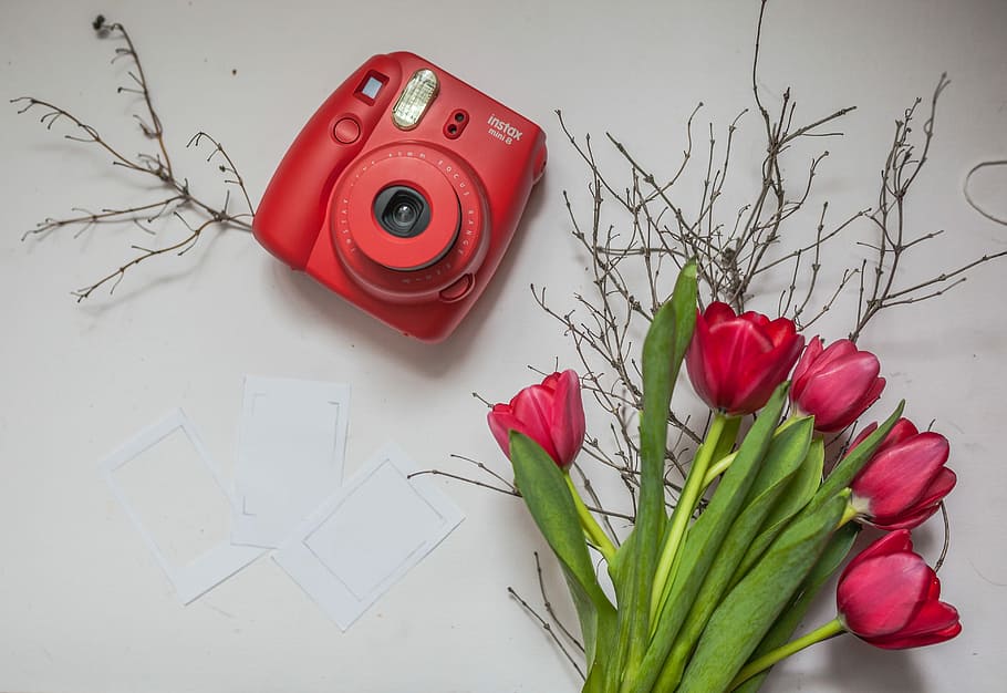 Polaroid, Camera, Tulip, flower, rose - flower, red, bouquet HD wallpaper