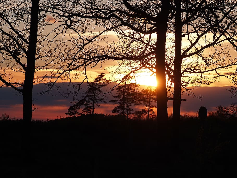 Sunset, Twilight, Forest, Tree, beautifully, silhouette, nature HD wallpaper