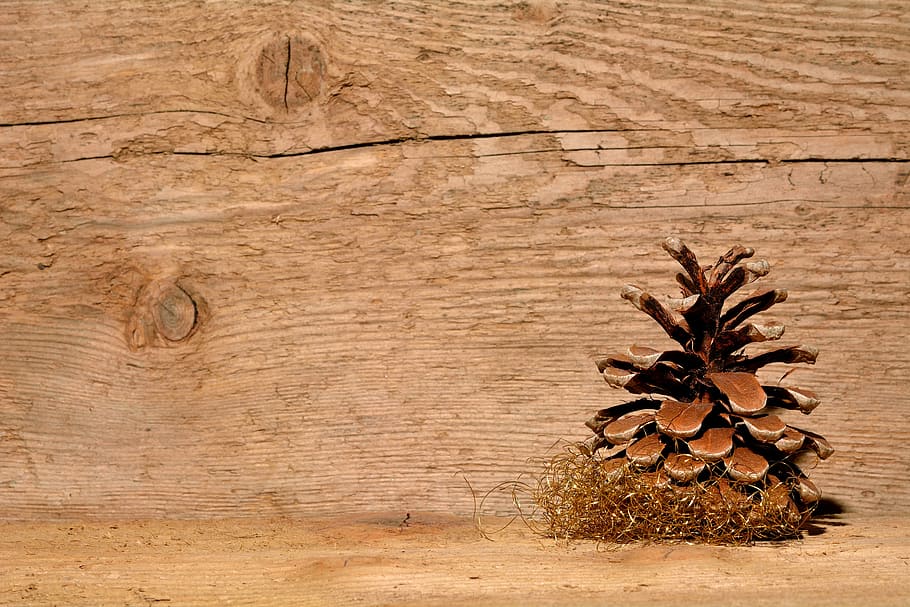 brown plant beside brown wooden wall, pine cones, background, HD wallpaper