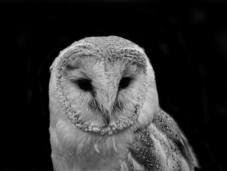 grayscale photo of owl, barn, bird, wildlife, animal, nature