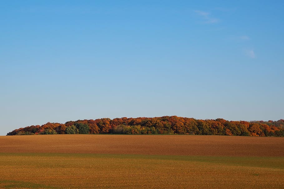 deciduous forest, indian summer, arable, red, autumn forest HD wallpaper