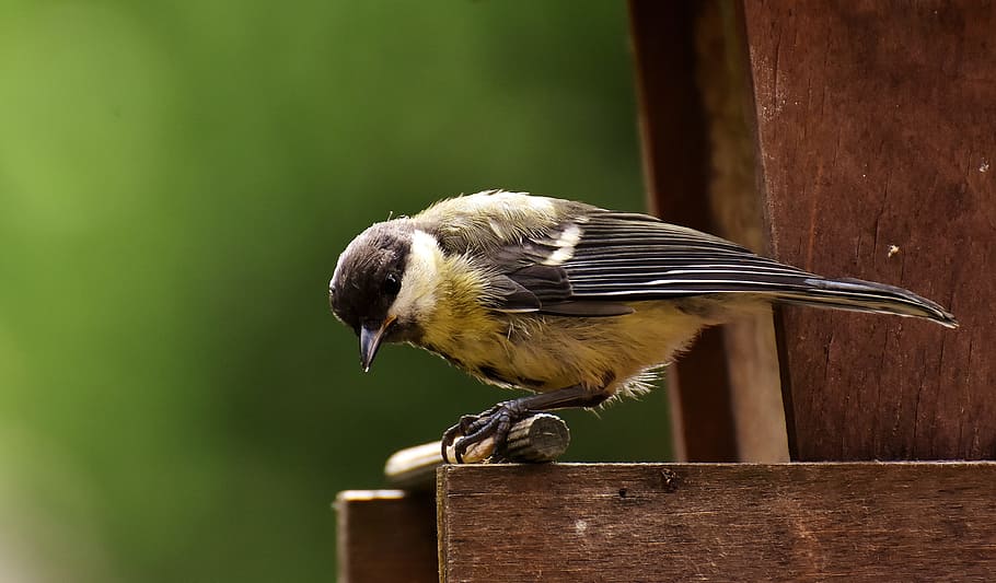 brown hummingbird, tit, food, peanuts, feed, nature, garden HD wallpaper