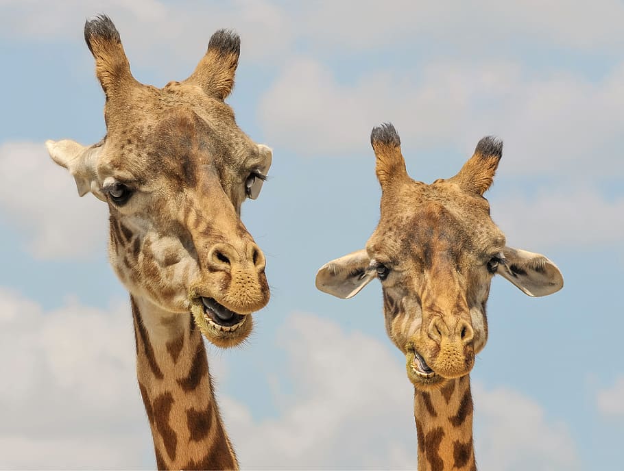 selective focus photo of two giraffes, animals, zoo, funny, fauna