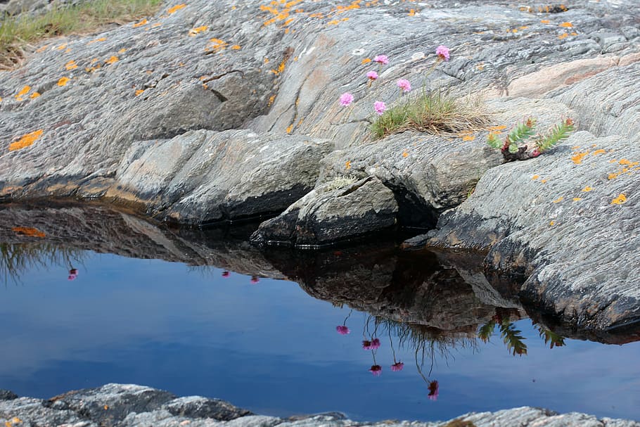 Stone, Puddle, Flower, Reflect, mirroring, reflection, blossom HD wallpaper