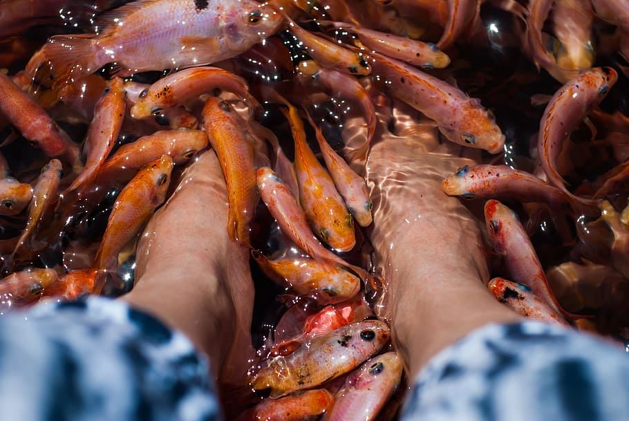 person soaking his feet on body of water with shoal of fish HD wallpaper