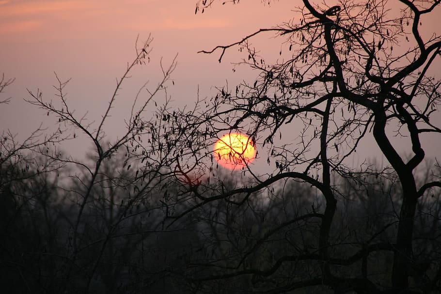 sunset, trees, twilight, nature, bare tree, sky, silhouette HD wallpaper