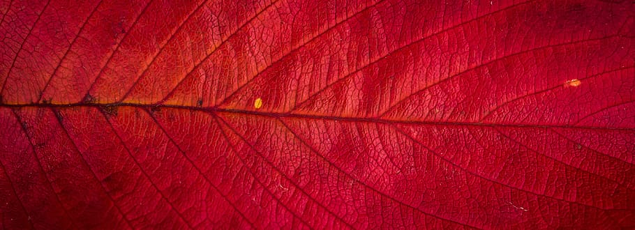 macro photography of red leaf, Leaves, Plants, autumn, the leaves