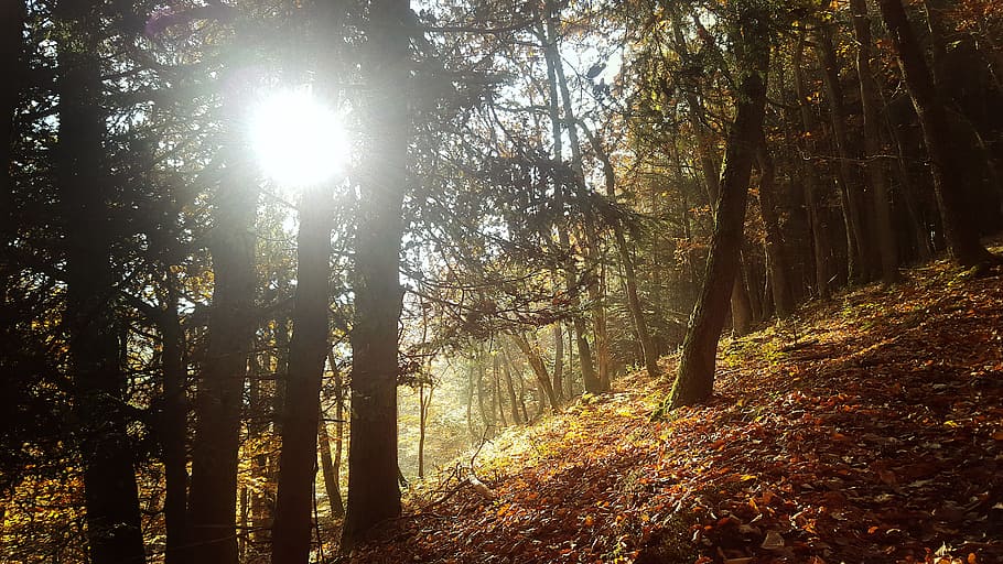 forest, autumn, sun, leaves, flurry, tree, land, plant, beauty in nature, HD wallpaper