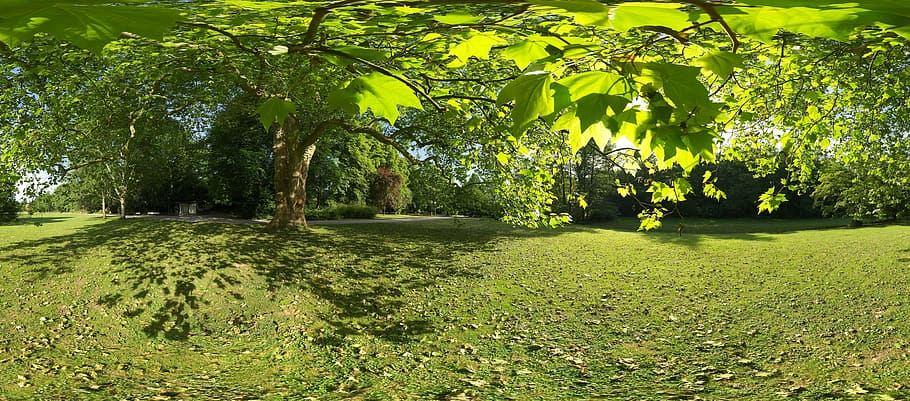 tree, panorama, landscape, sunlight, mood, park, nature, leaf HD wallpaper