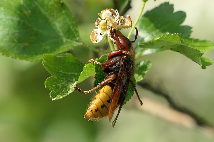 European hornet perching on flower, insect, macro, invertebrate HD wallpaper