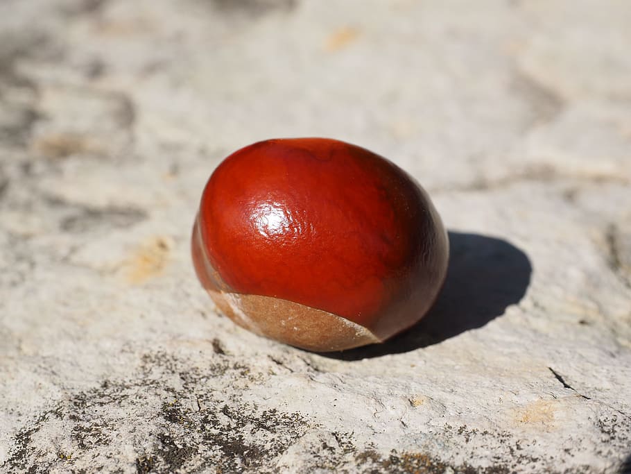 Chestnut, Brown, Fruit, Shine, Buckeye, autumn fruit, chestnut fruit HD wallpaper