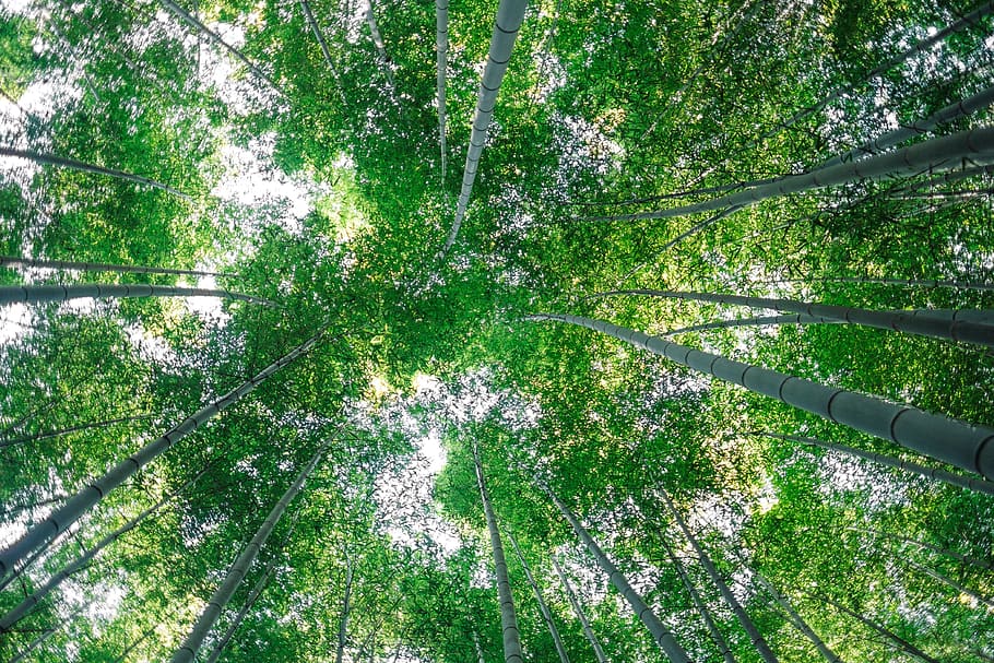green, plants, trees, forest, growth, land, beauty in nature HD wallpaper