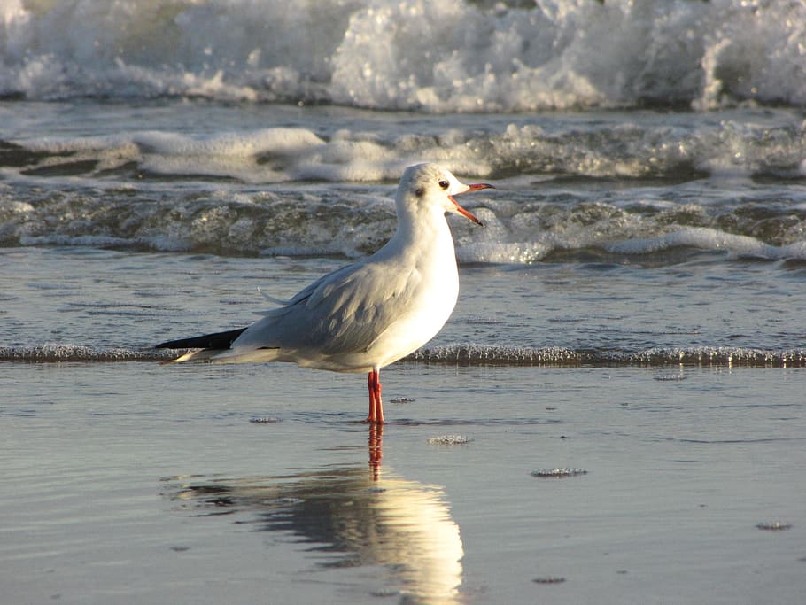 Seagull, Beach, Water, Wave, Laugh, bill, open, mirroring, animal HD wallpaper