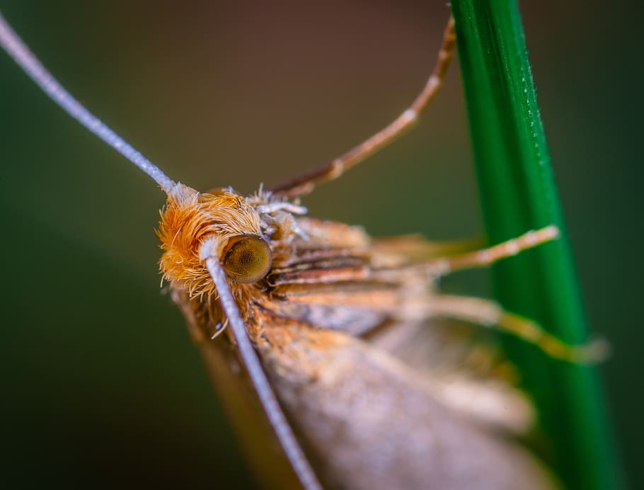macro, insect, mol, lepidoptera, invertebrate, animal, animal themes HD wallpaper
