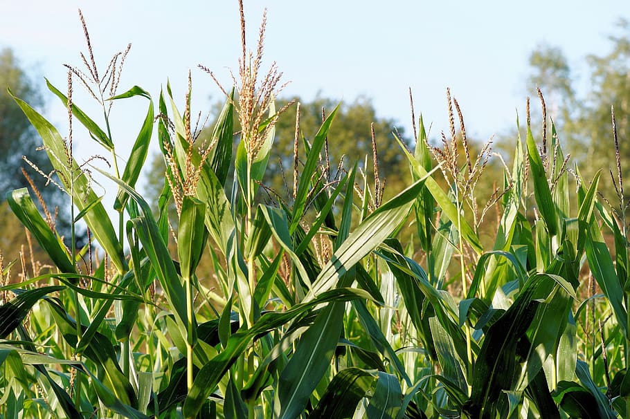 Corn, Cornfield, Plant, Fodder, fodder plant, bio gas plant, HD wallpaper