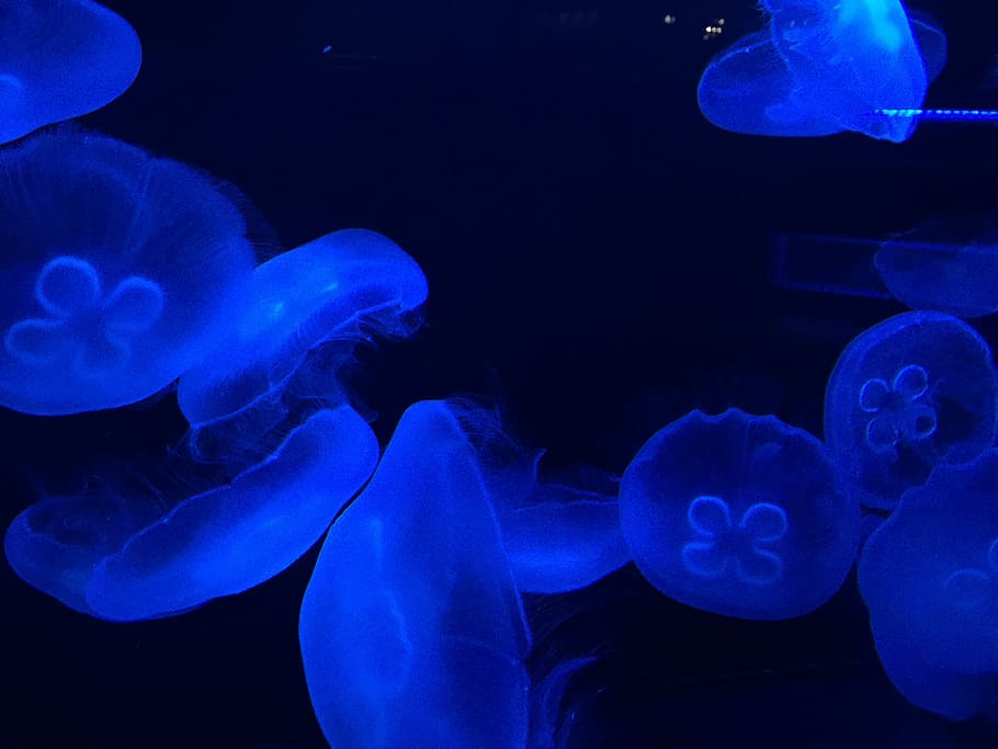 jellyfish, haha, animal themes, sea, animals in the wild, animal wildlife HD wallpaper