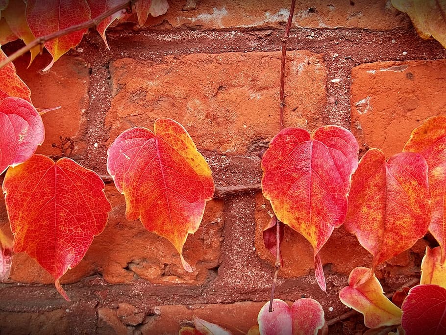 close-up photography of red and yellow leaf, Leaves, Wall, Brick HD wallpaper