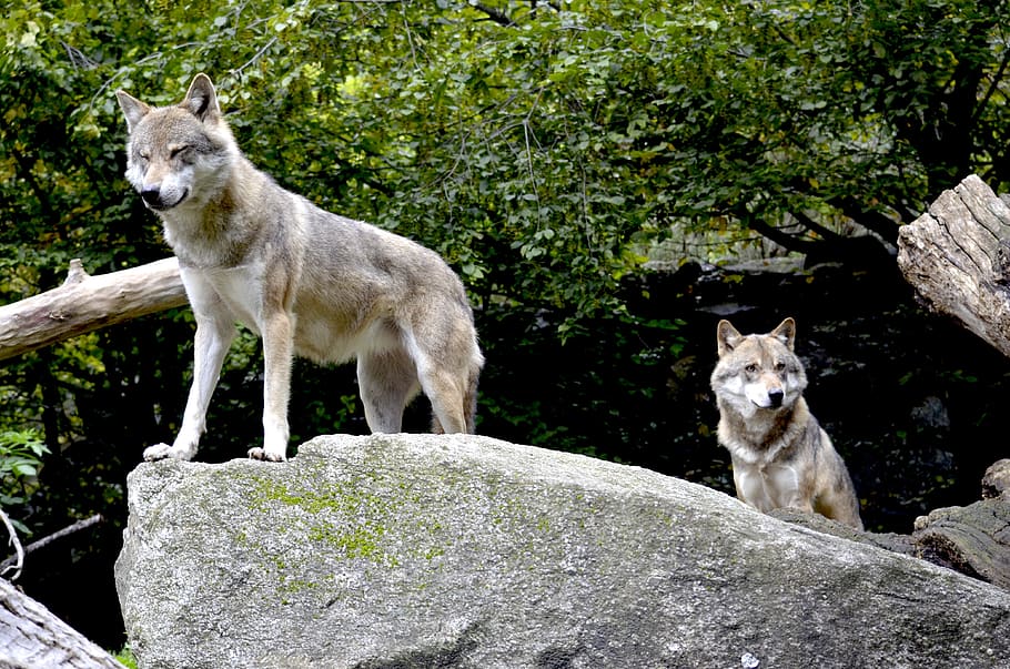 wolves, pack, wild animals, dangerous, watch, rock, nature, HD wallpaper