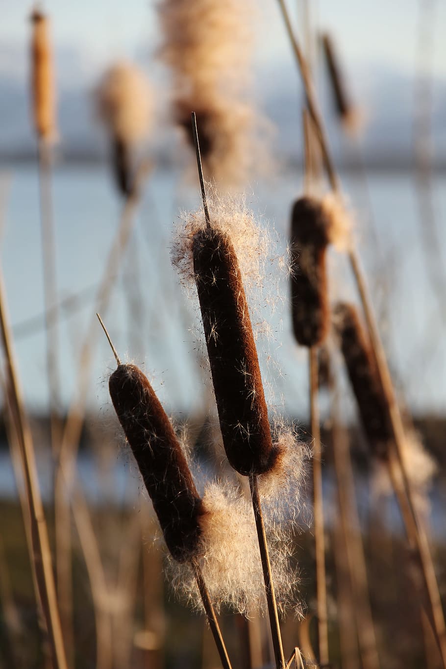 Reed, Cattail, Lake, Rush, Plant, close-up, no people, focus on foreground