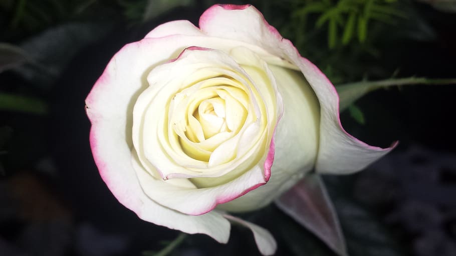rose, white rose, flower, romance, floral, love, bloom, flowering plant HD wallpaper