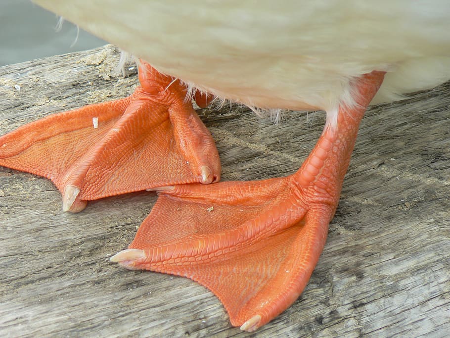 closeup photography of duck feet, Web, web-footed, bird, nature HD wallpaper