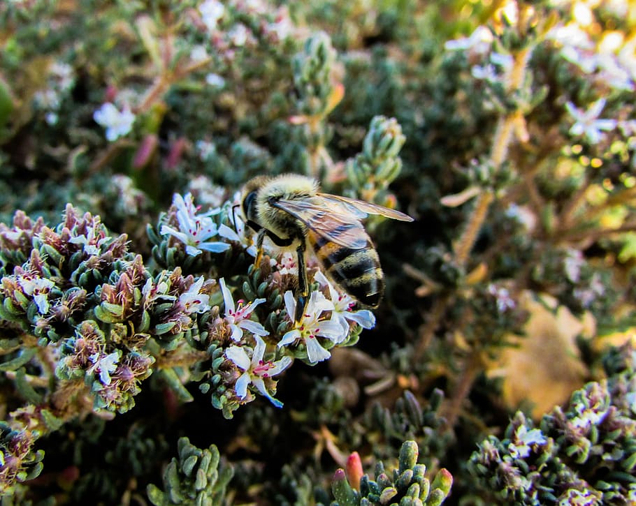 Bee, Insect, Macro, Busy, working, one animal, no people, animal themes HD wallpaper