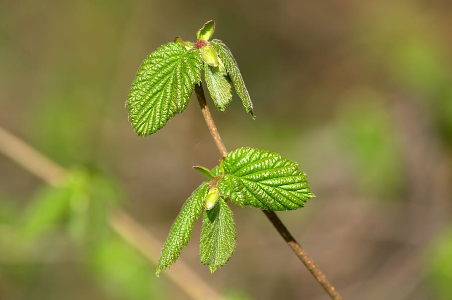 spring, green, tree, nature, a branch, leaf, focus on foreground HD wallpaper