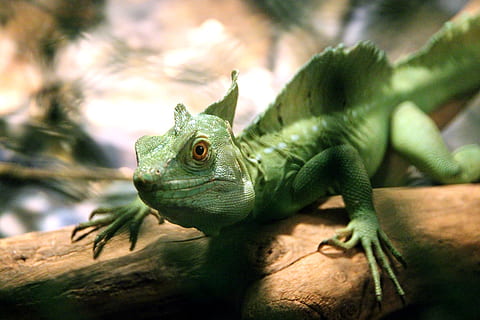 Common Basilisk, Basilisk, Lizard, basiliscus basiliscus, reptile HD wallpaper