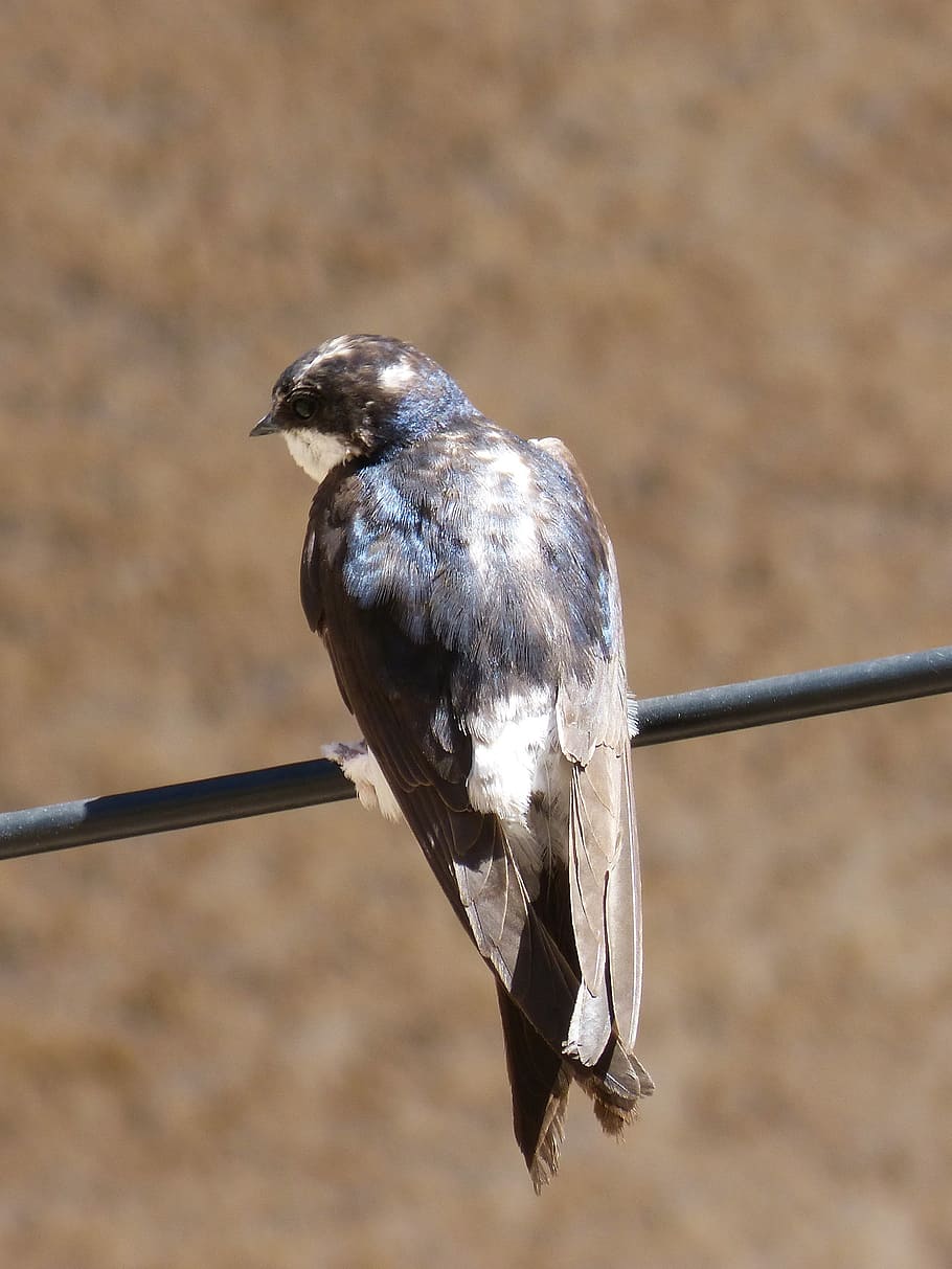 cable, swallow, oreneta, iridescent, hirundo rustica, bird HD wallpaper