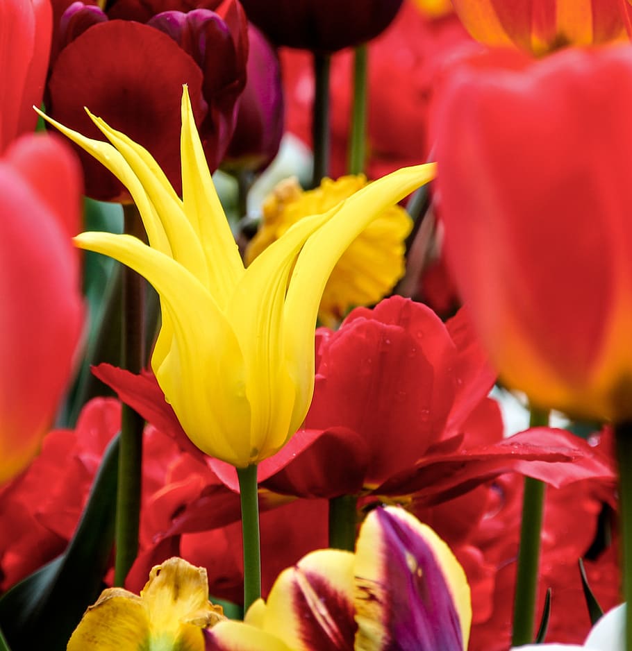 tulips, yellow, spring, flowers, close, garden, red, cup, flowering plant HD wallpaper