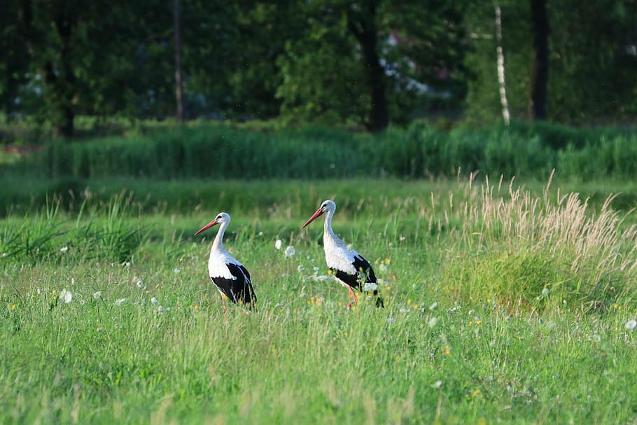 storks, birds, nature, vertebrate, plant, animals in the wild HD wallpaper