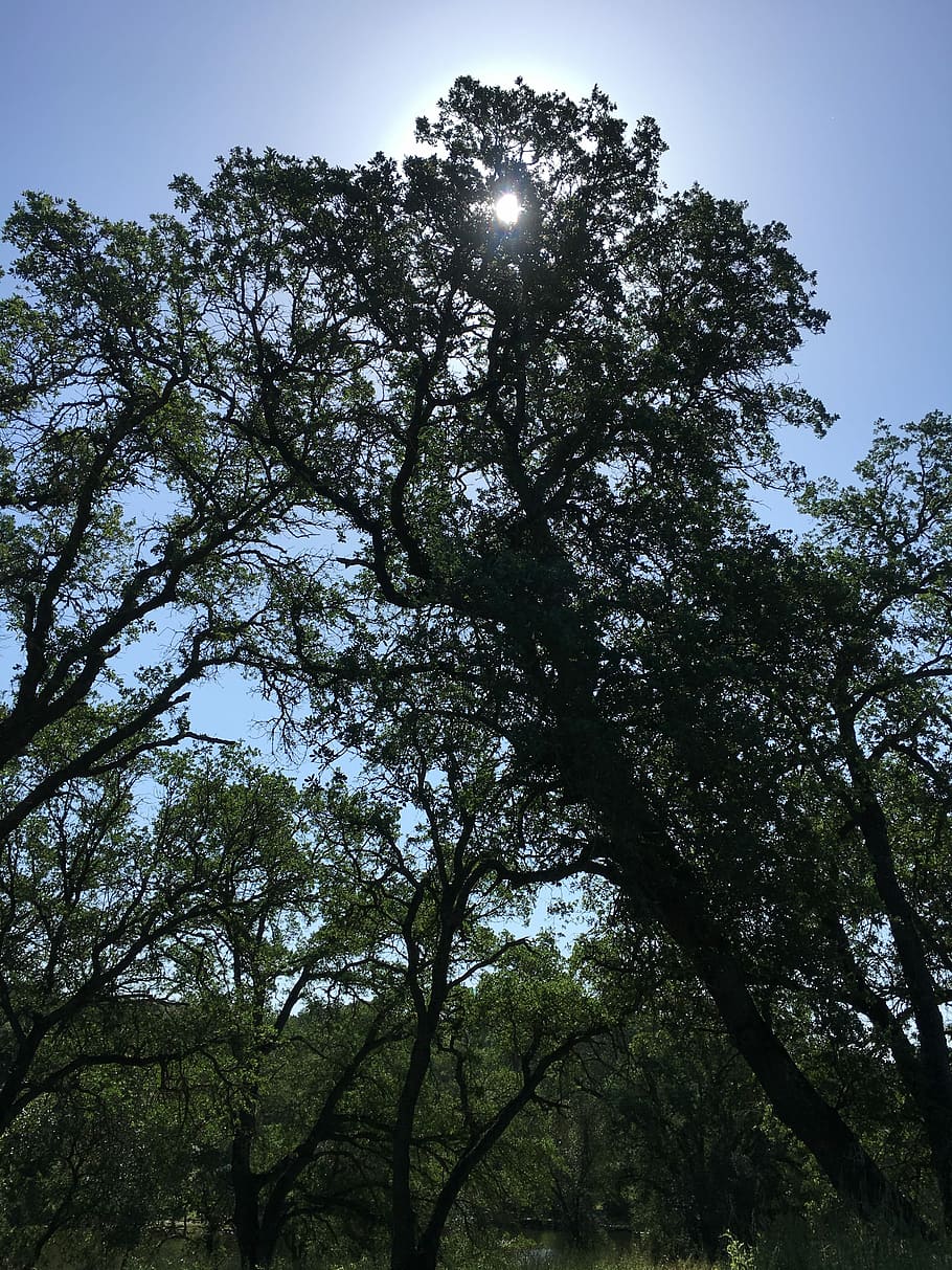 Oak Tree, Shadows, Outside, Branches, scenic, woods, sun, nature HD wallpaper