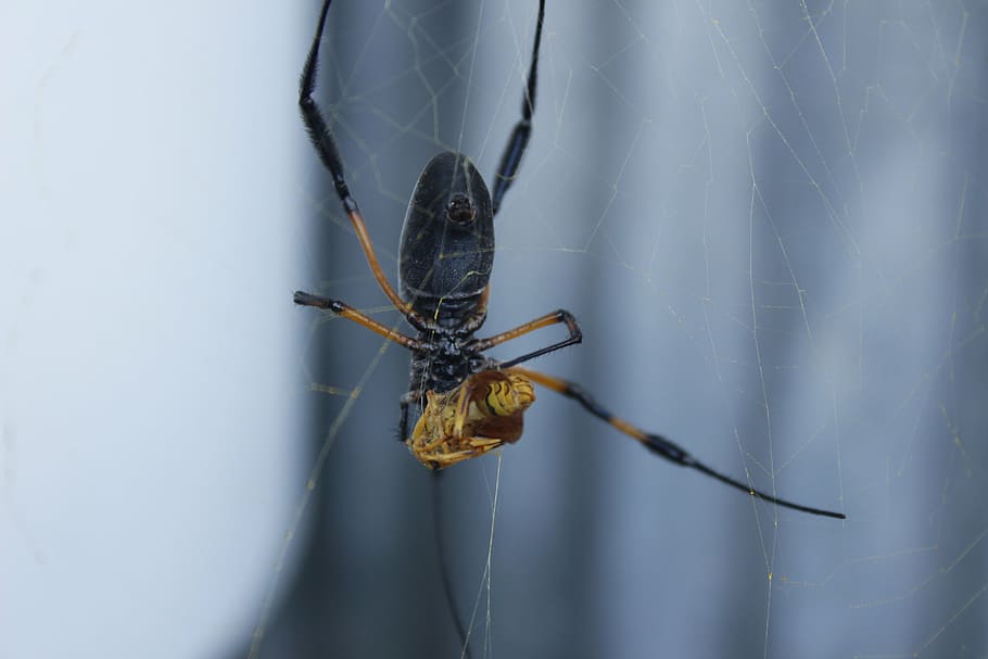 spider, prey, canvas, insect, spider Web, arachnid, animal HD wallpaper