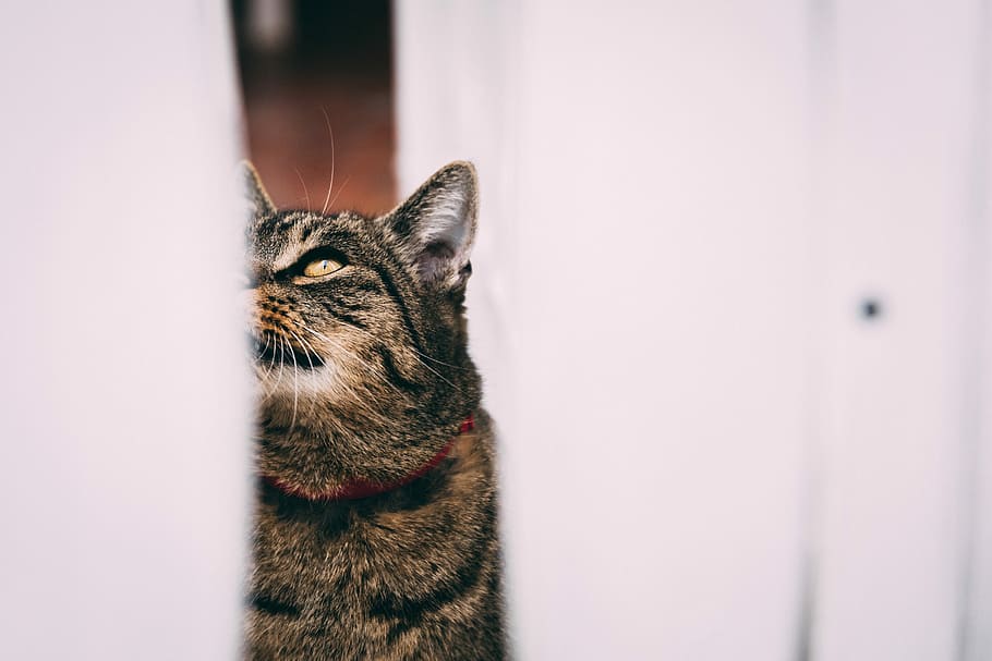 silver tabby cat standing beside white textile, furry, eye HD wallpaper