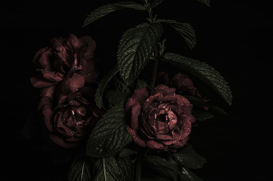 three red flowers, selective focus photo of red petaled flowers HD wallpaper
