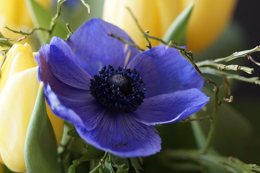 purple anemone flower, bouquet, tulip, spring, flowers, schnittblume, HD wallpaper
